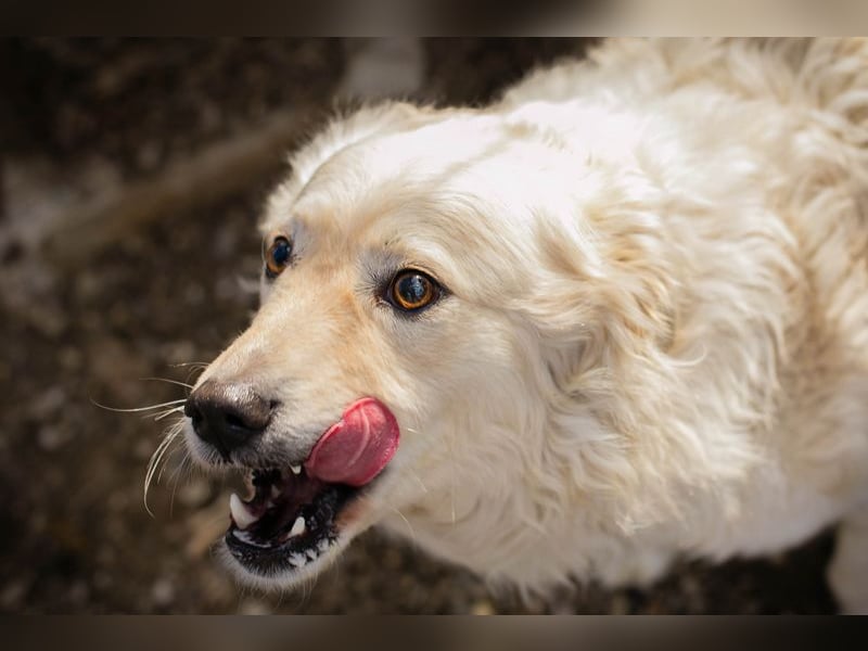 Chip 128917 sucht ein Zuhause