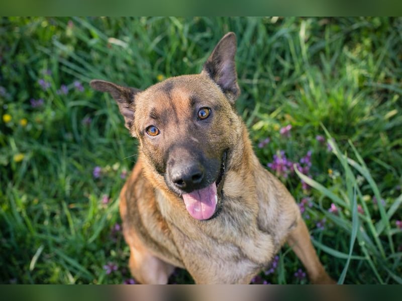 Cassy sucht ein Zuhause