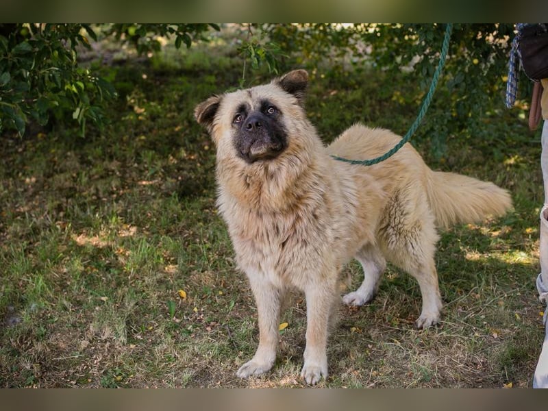 Teddy sucht ein Zuhause
