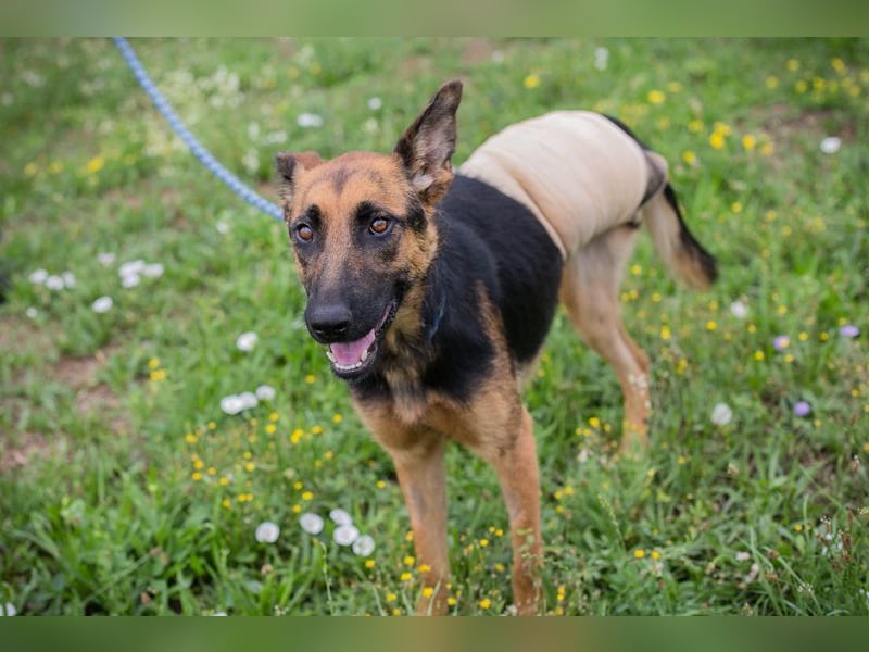 Nayra: Ein Herz auf drei Pfoten