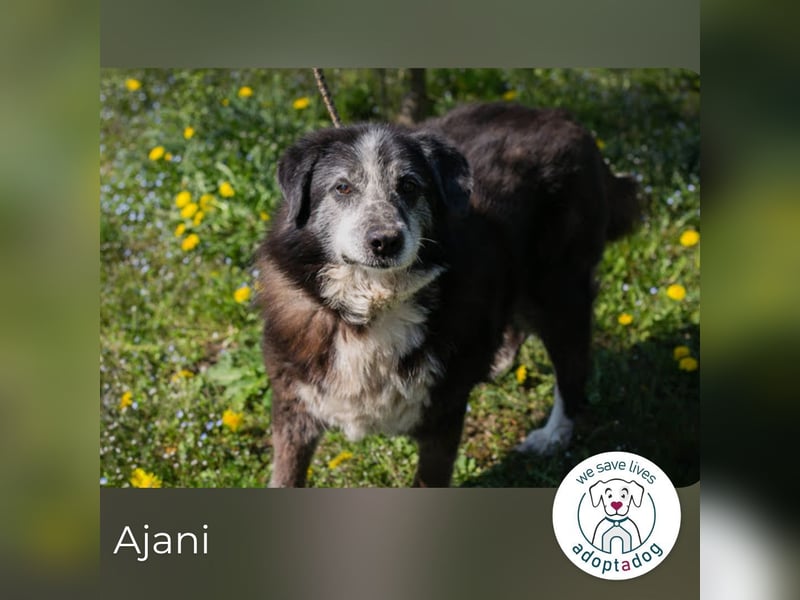 AJANI 165018 sucht ein zu Hause