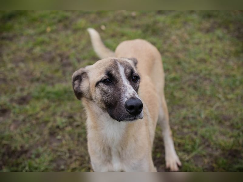 Gunter sucht ein Zuhause