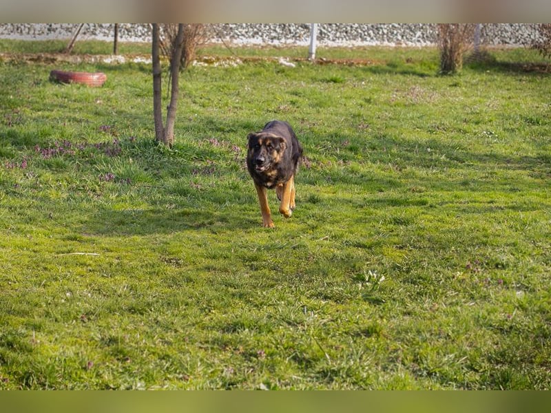 Chip 257791 sucht ein Zuhause