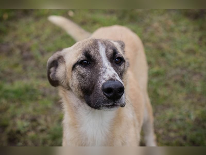Gunter sucht ein Zuhause