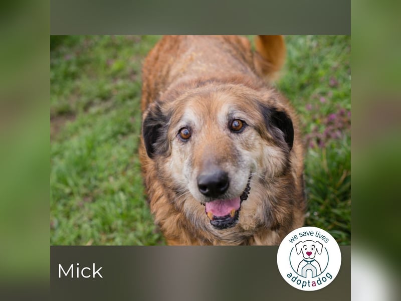 Mick: Sanfter Senior mit Charme