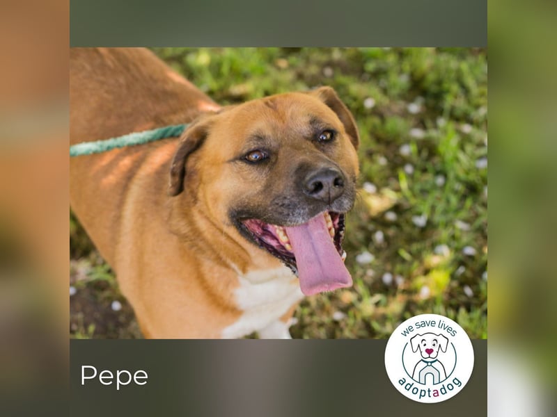 Pepe 184449 sucht ein zu Hause