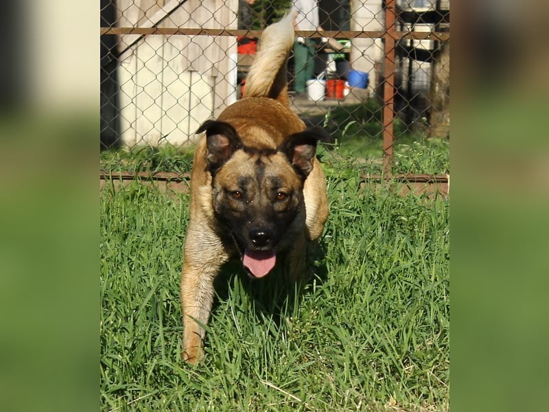 Santos: Aktiv mit grauer Schnauze