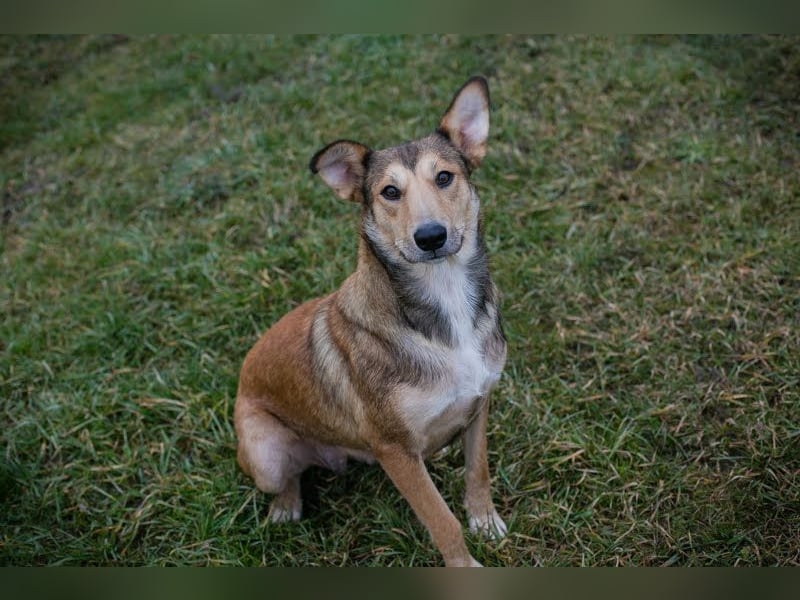 Aura: Kuschelmaus sucht Liebe