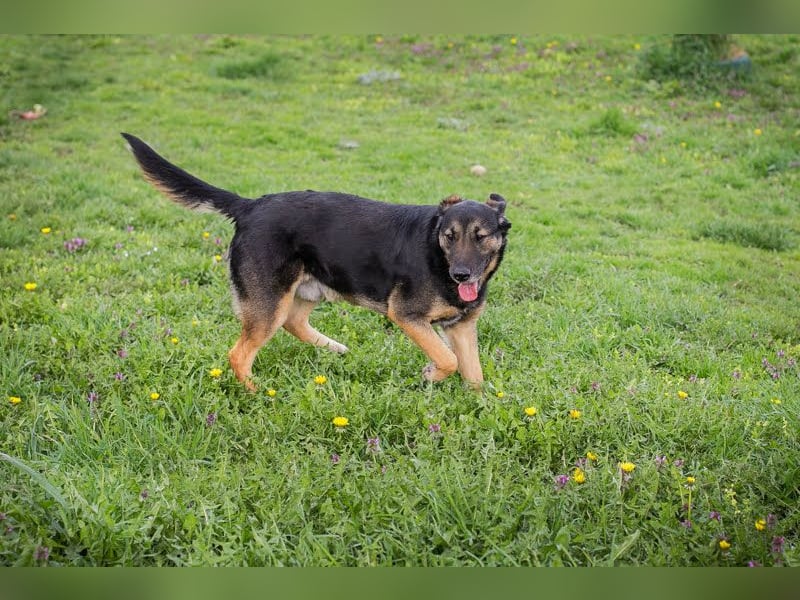Maxi: Sonnenschein auf vier Beinen