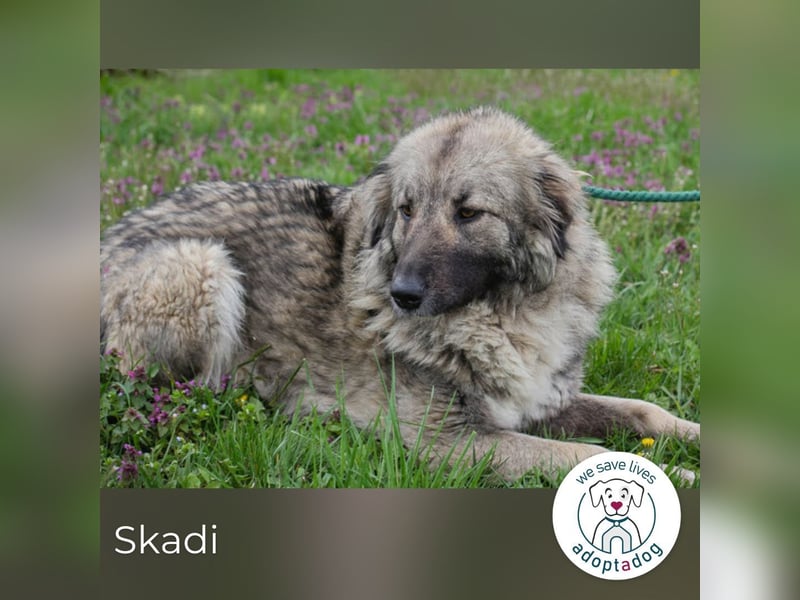 Skadi wartet auf ein neues Leben