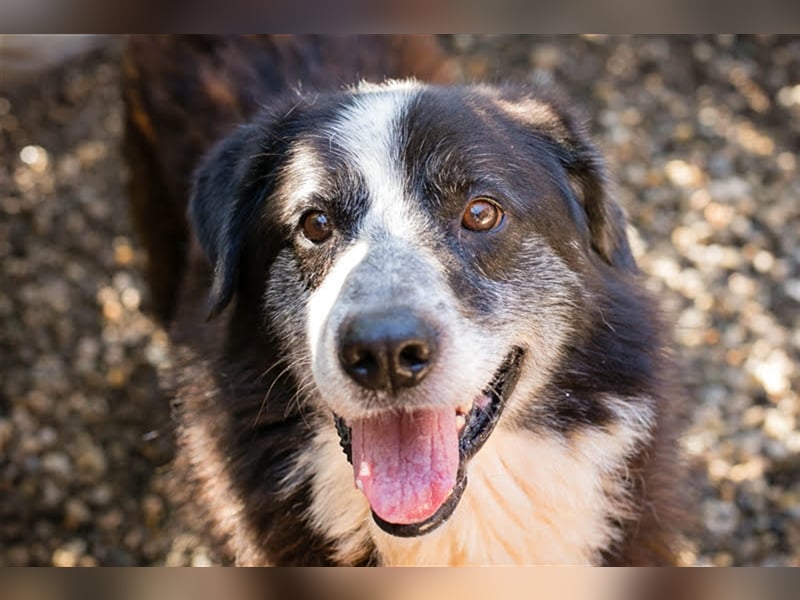 Ajani – Sieger der Herzen