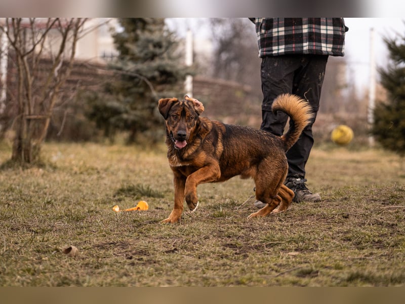 Freddy – Verspielter Entdecker sucht dich