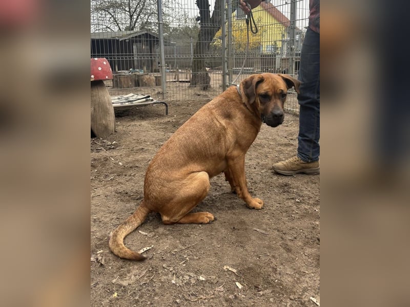 Fjella 240004 sucht ein zu Hause