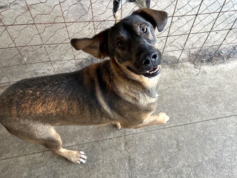 Freddy – Verspielter Entdecker sucht dich