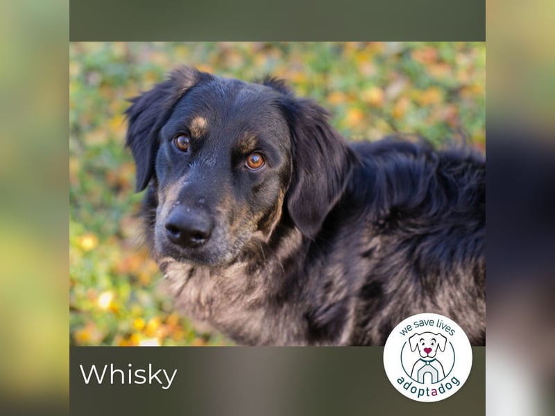 Whisky 253730 sucht ein zu Hause