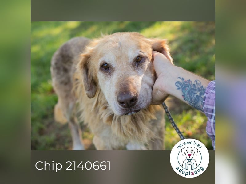 Chip 2140661 sucht ein zu Hause