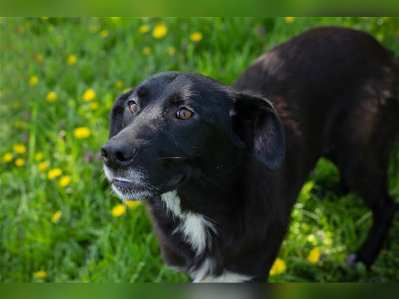 Benek: Träumt von einem Zuhause