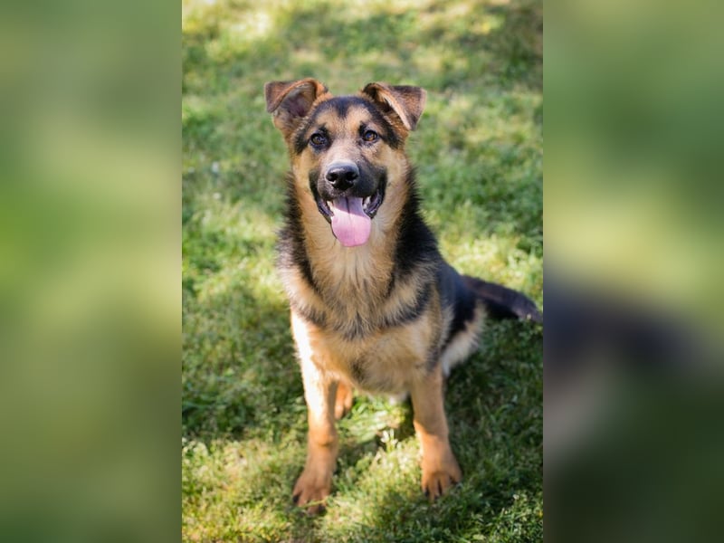 Chip 268137 sucht ein Zuhause