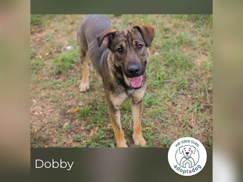 Traumhund Dobby: Treuer Begleiter sucht Zuhause