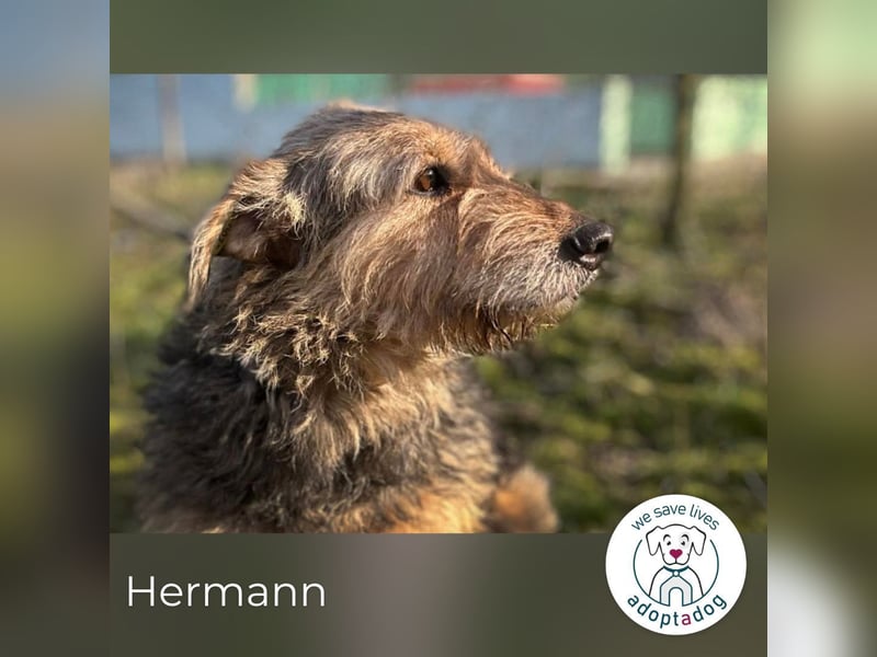 Hermann 2158958 sucht ein zu Hause