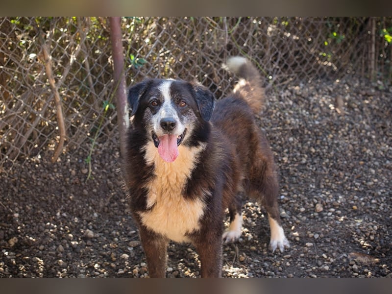 Ajani – Sieger der Herzen