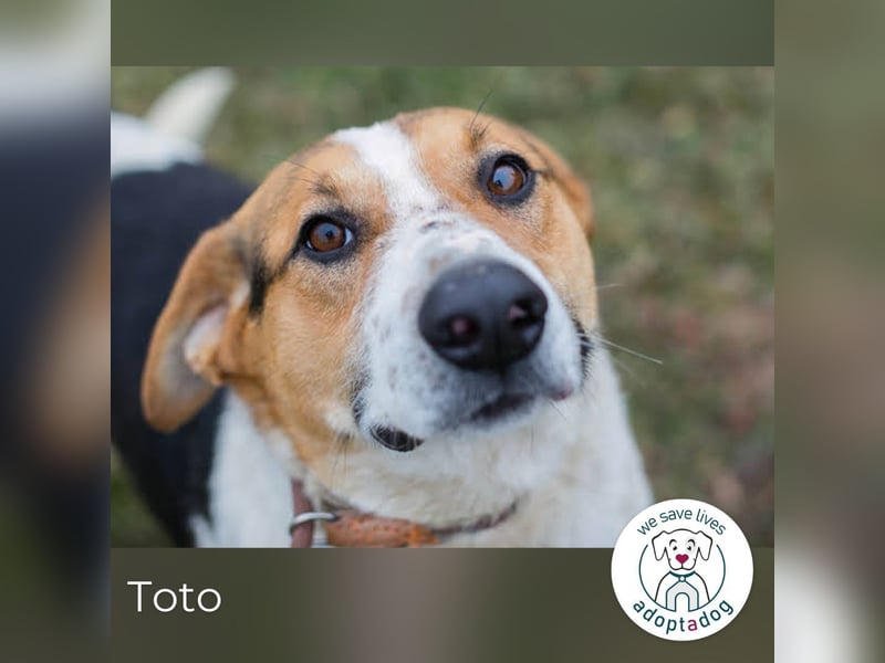 Toto 238413 sucht ein zu Hause