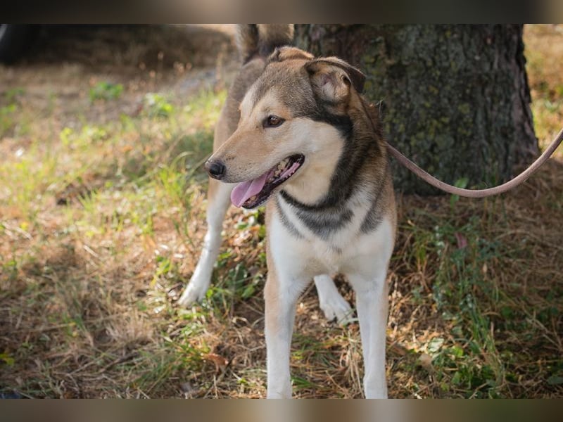 Lasse sucht ein zu Hause