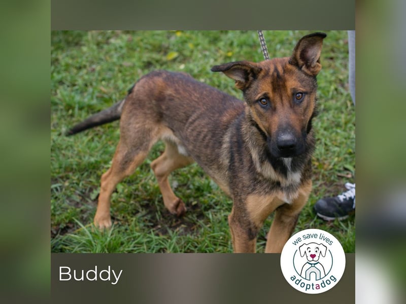 Buddy: Dein bester Freund
