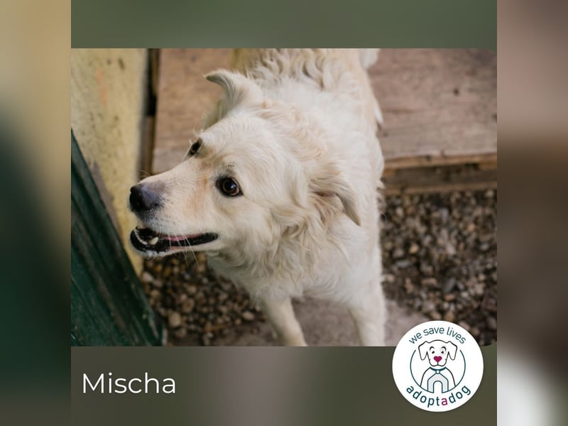 Mischa sucht ein Zuhause
