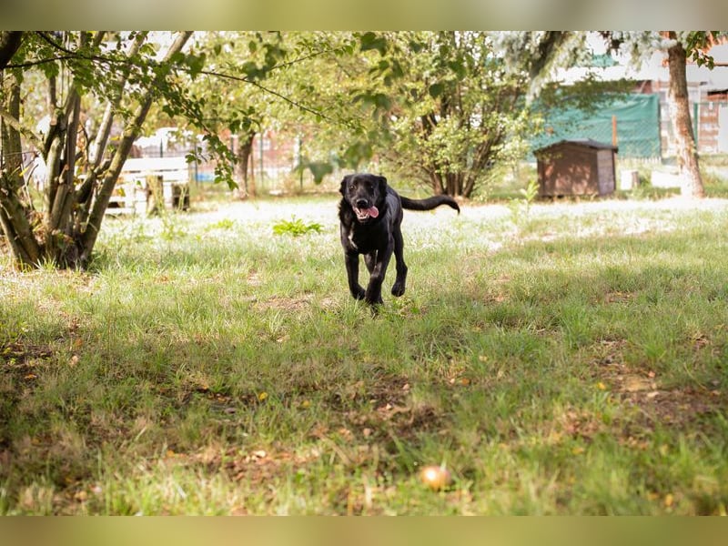 Chip 289801 sucht ein Zuhause