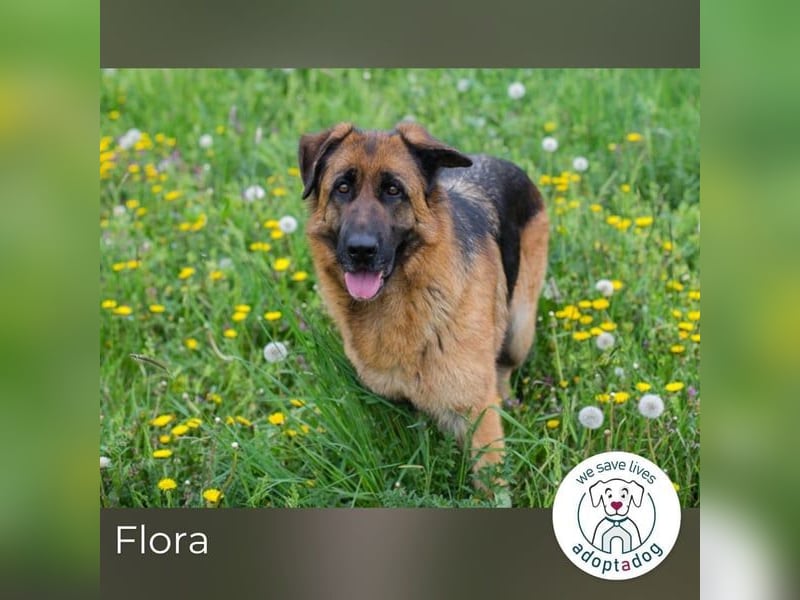Flora: Fröhliche Schäferhund-Mix sucht Zuhause