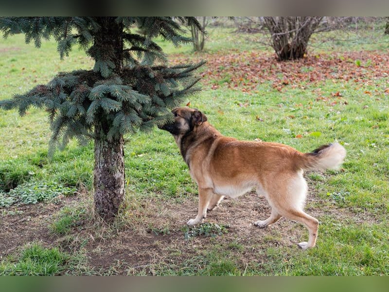 Alex – möchte voll durchstarten