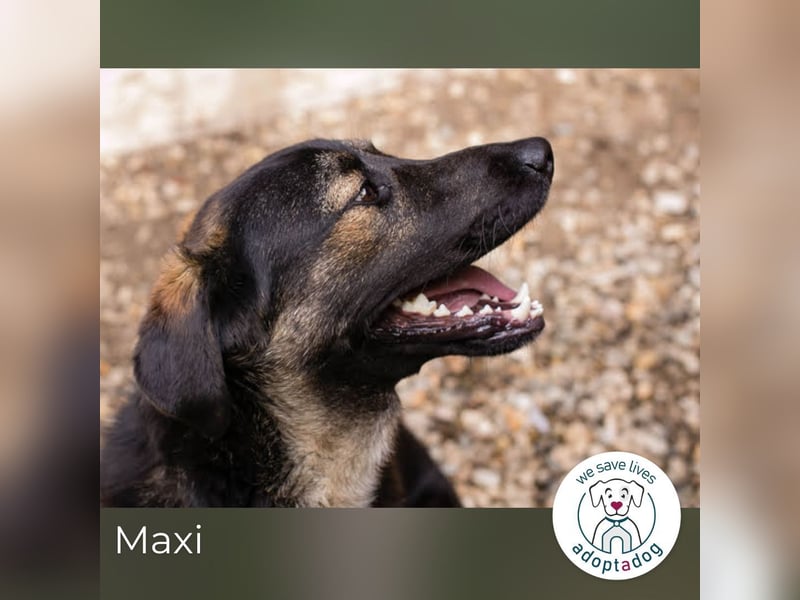 Maxi: Sonnenschein auf vier Beinen