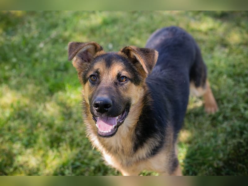 Chip 268137 sucht ein Zuhause