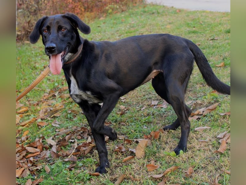 Xena: Frohnatur: verspielt, glücklich, albern und quirlig