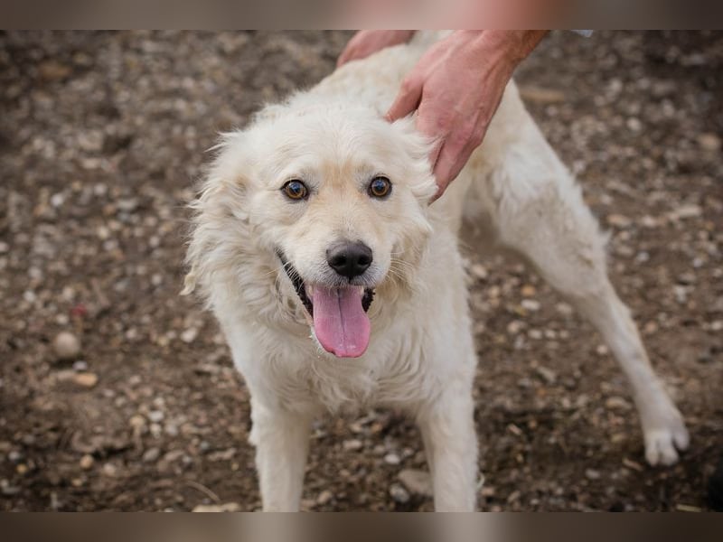 Chip 128917 sucht ein Zuhause