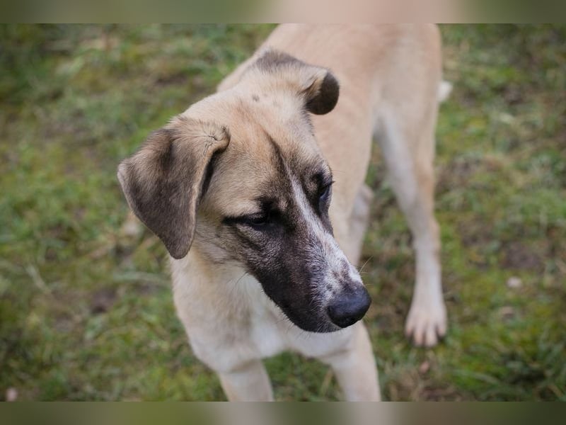 Gunter sucht ein Zuhause