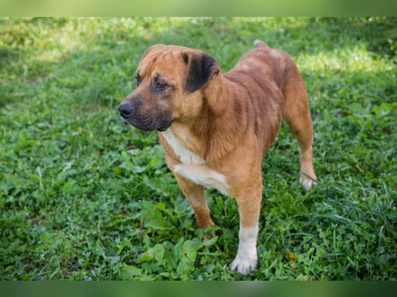 Pepe: Liebevoller Rüde