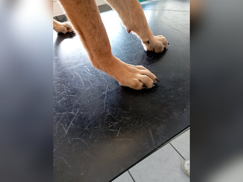 Marlee: Lebensfreude sucht Zuhause