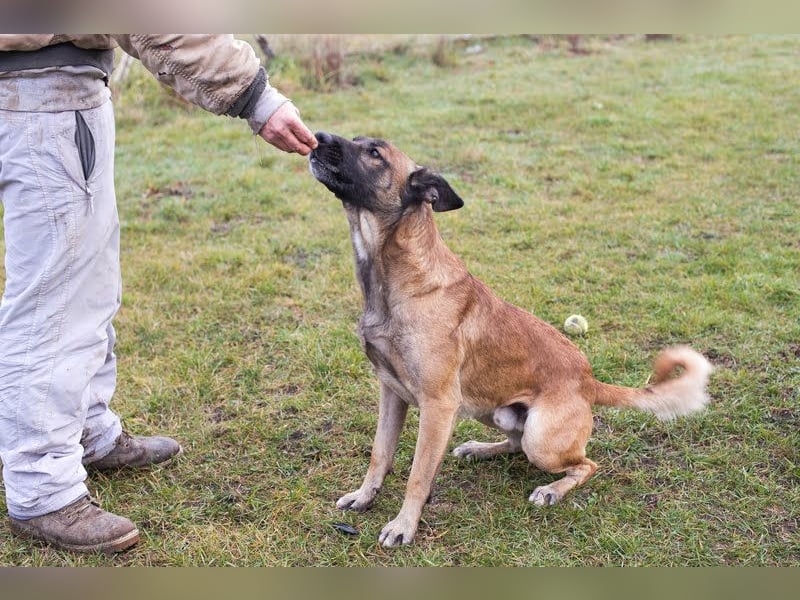 Santos: Aktiv mit grauer Schnauze