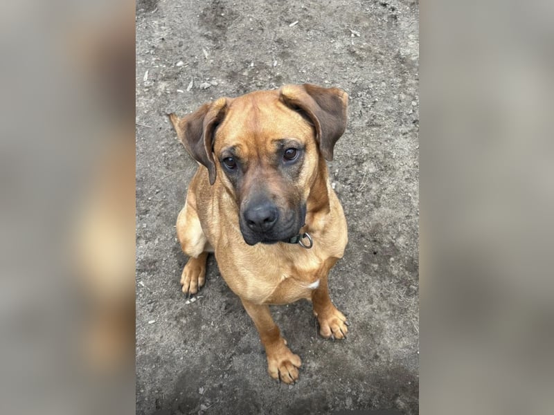 Fjella 240004 sucht ein zu Hause