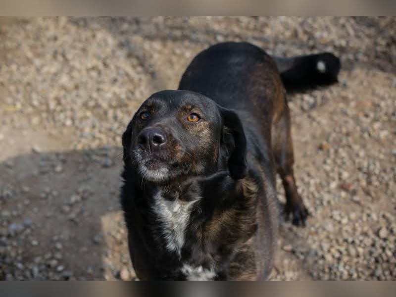 Gwen sucht ein neues Für-immer-Körbchen!