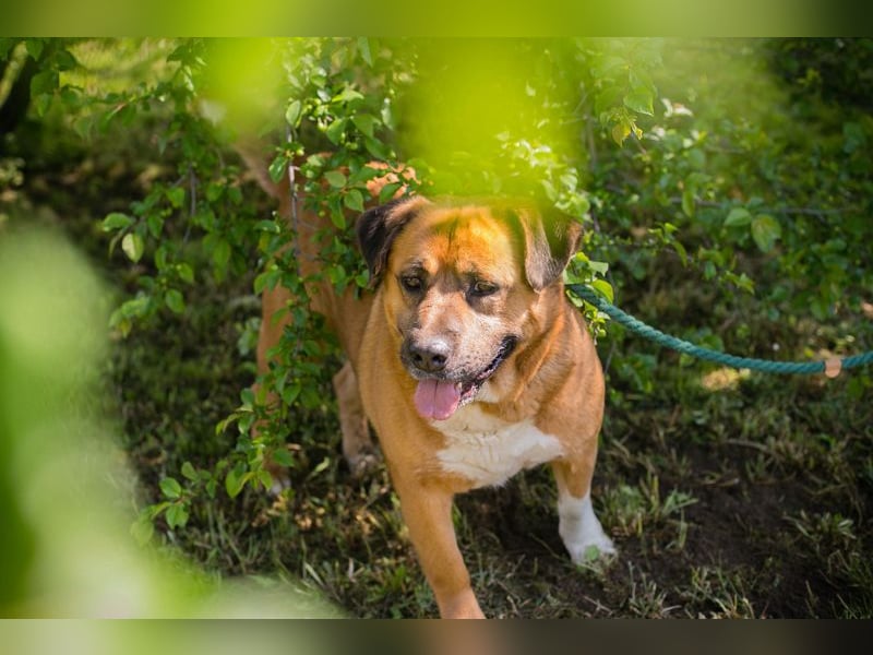 Pepe 184449 sucht ein zu Hause