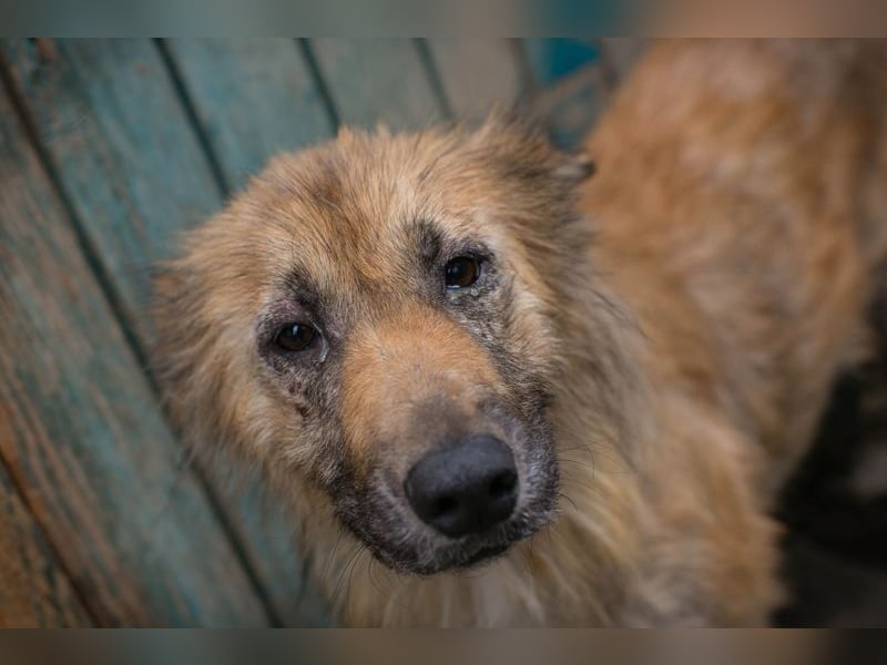 Nala sucht ein Zuhause