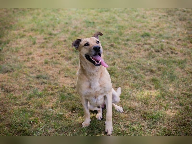 Chip 290336 sucht ein Zuhause