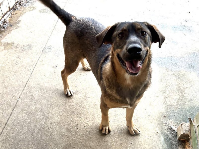 Freddy – Verspielter Entdecker sucht dich