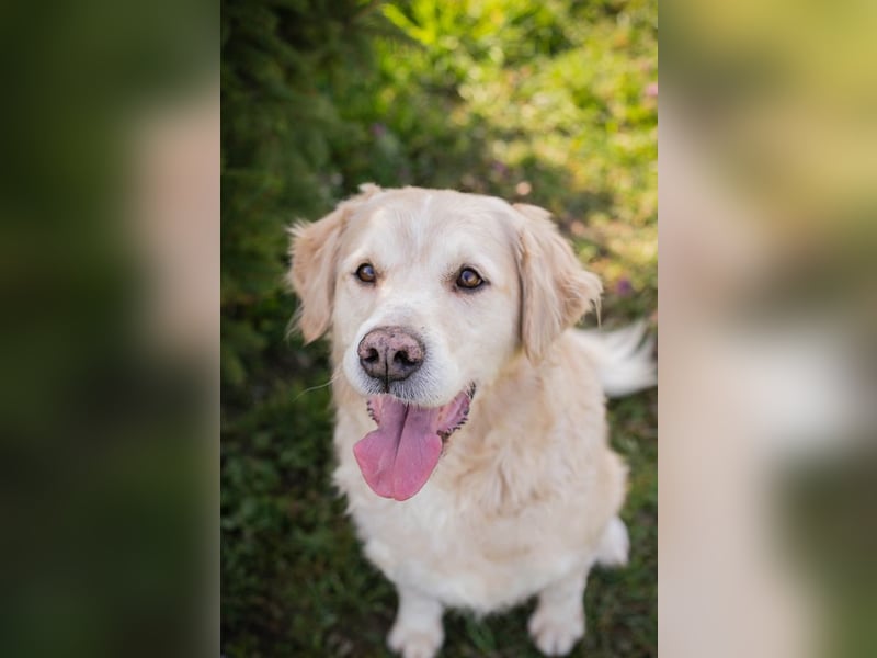 Sam sucht ein Zuhause