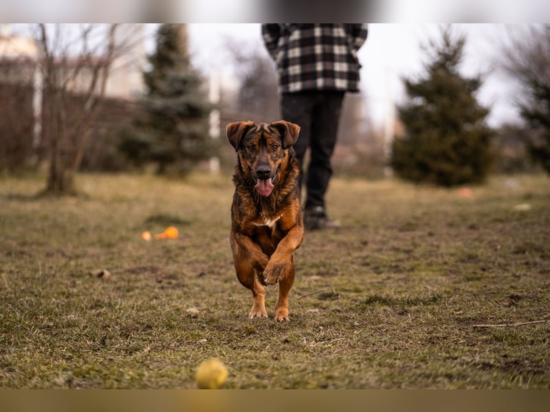 Freddy – Verspielter Entdecker sucht dich