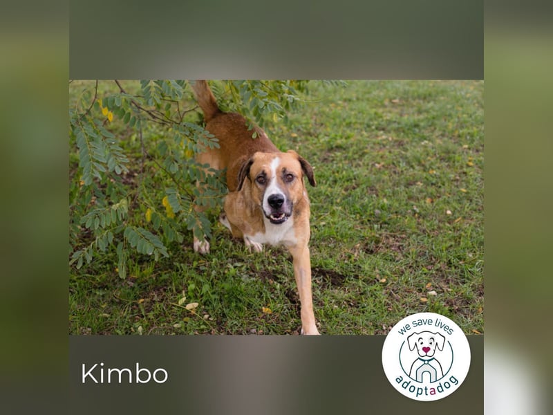 Kimbo: Sensibler Herzenshund mit großem Potenzial