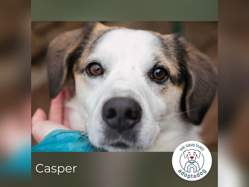Casper sucht ein Zuhause